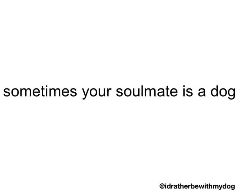 sometimes your soulmate is a dog @idratherbewithmydog