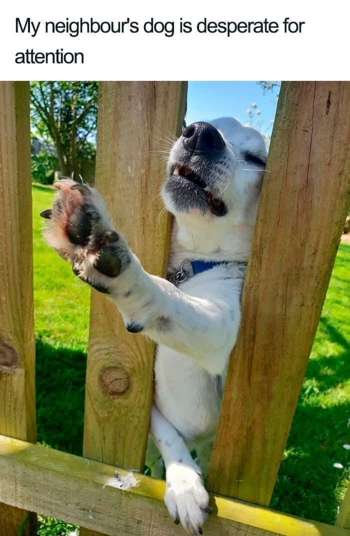 My neighbour's dog is desperate for attention