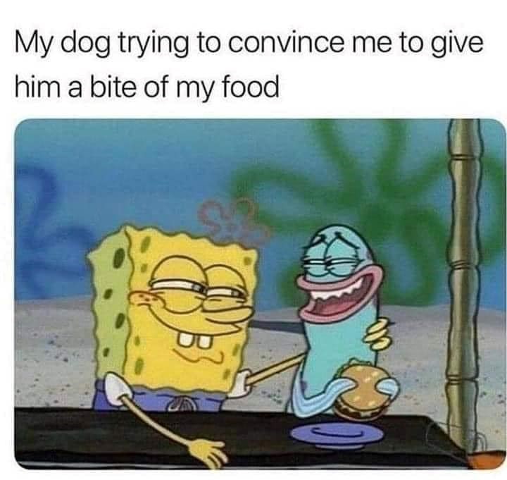 My dog trying to convince me to give him a bite of my food
