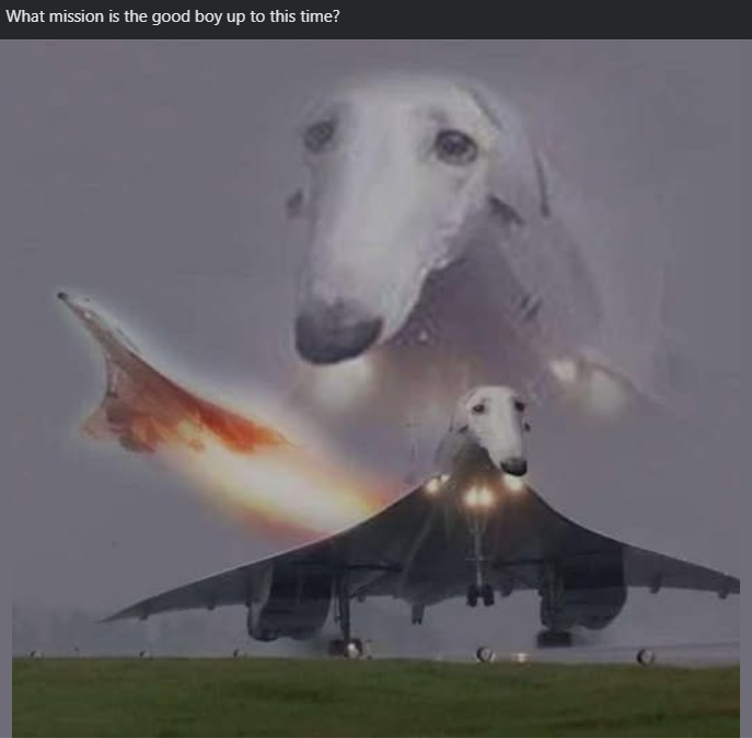 What mission is the good boy up to this time?