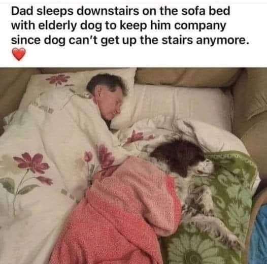 Dad sleeps downstairs on the sofa bed with elderly dog to keep him company since dog can't get up the stairs anymore.