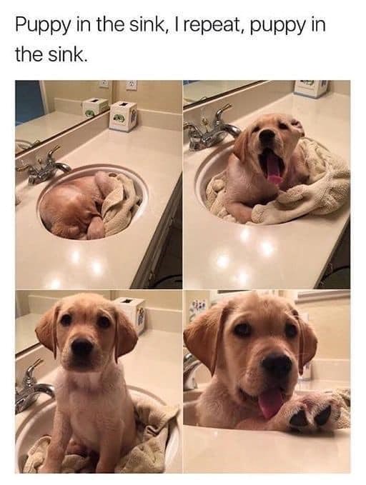 Puppy in the sink, I repeat, puppy in the sink.