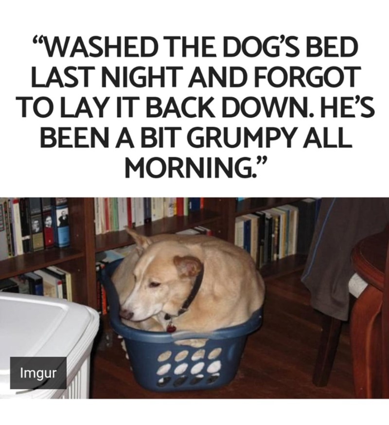 "WASHED THE DOG'S BED LAST NIGHT AND FORGOT TO LAY IT BACK DOWN. HE'S BEEN A BIT GRUMPY ALL MORNING." Imgur