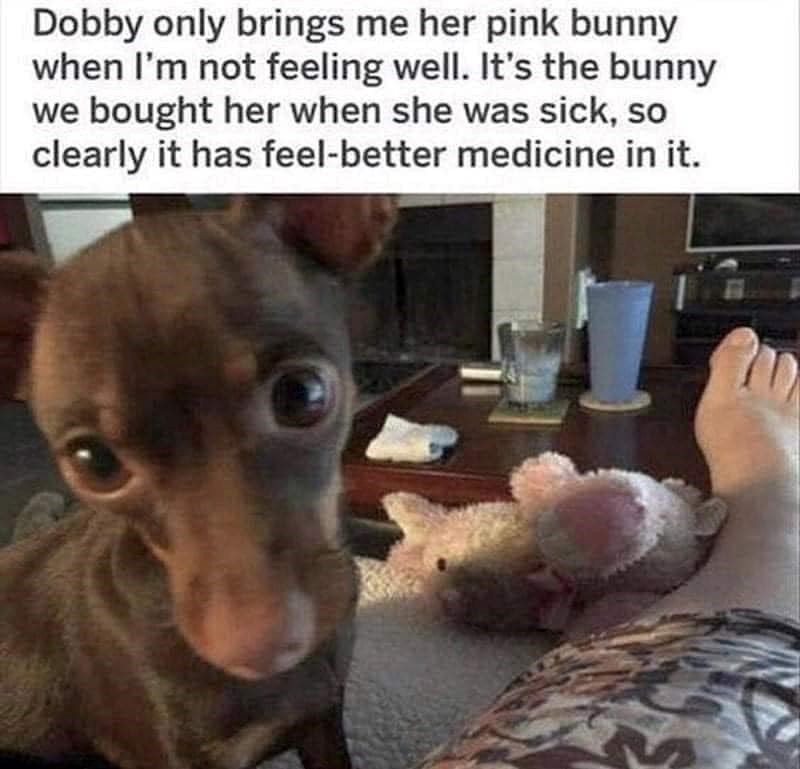 Dobby only brings me her pink bunny when I'm not feeling well. It's the bunny we bought her when she was sick, so clearly it has feel-better medicine in it.