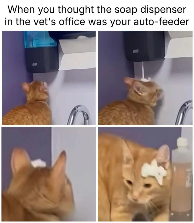 When you thought the soap dispenser in the vet's office was your auto-feeder