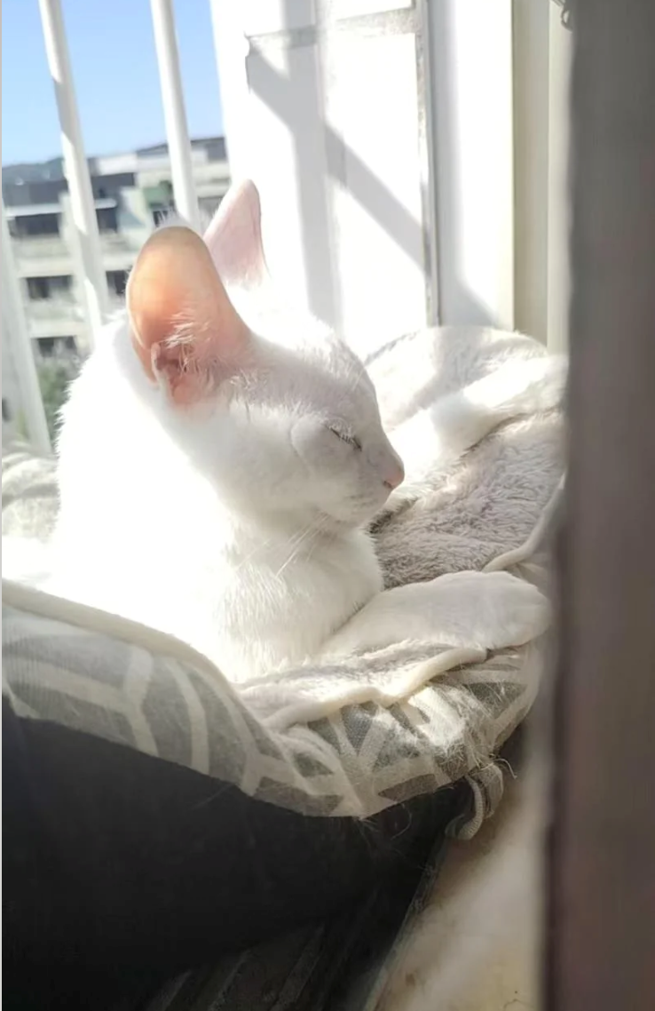 Cheezburger Image 10624564992