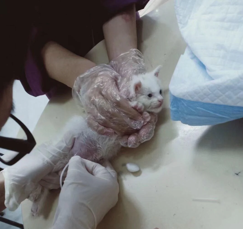 Cheezburger Image 10624565248