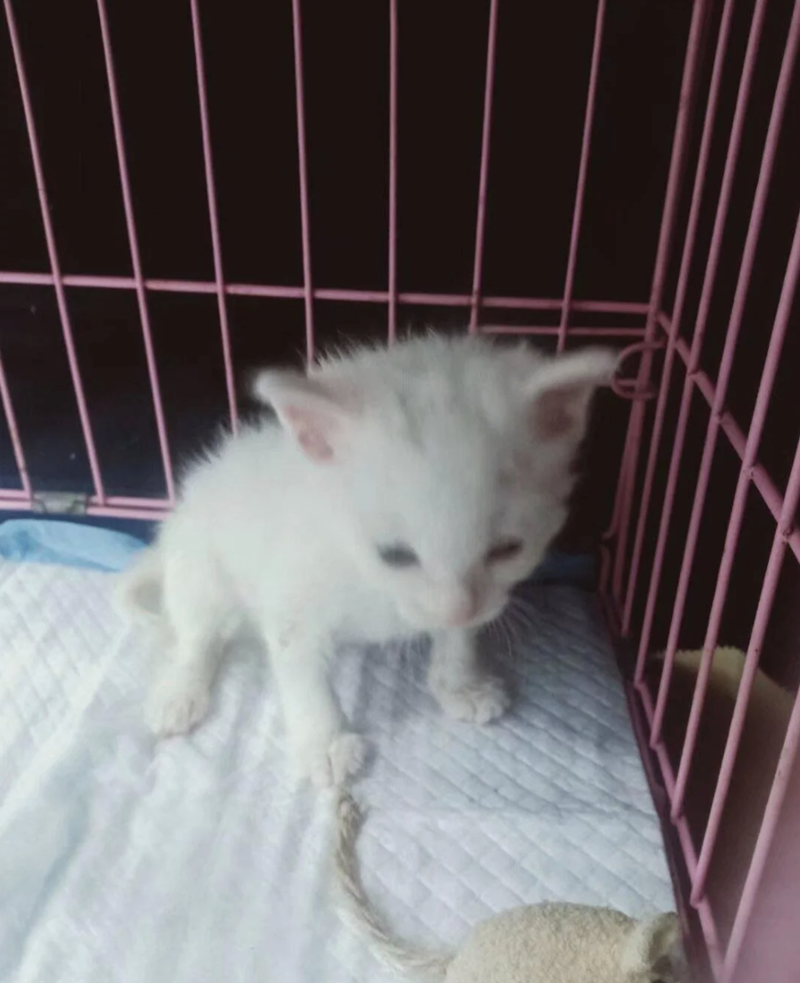 Cheezburger Image 10624566272