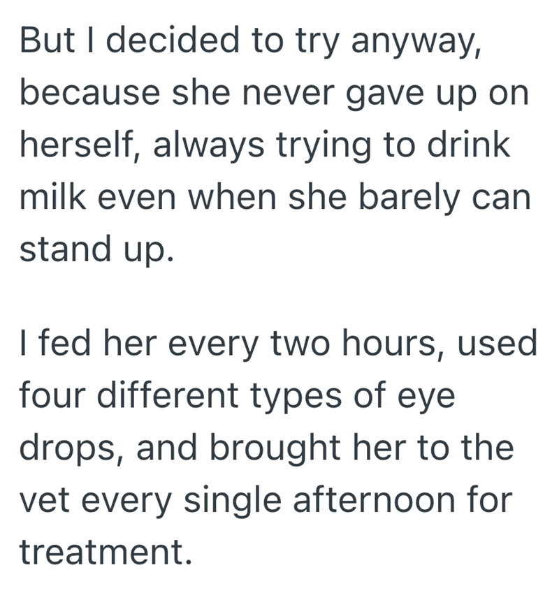 But I decided to try anyway, because she never gave up on herself, always trying to drink milk even when she barely can stand up. I fed her every two hours, used four different types of eye drops, and brought her to the vet every single afternoon for treatment.