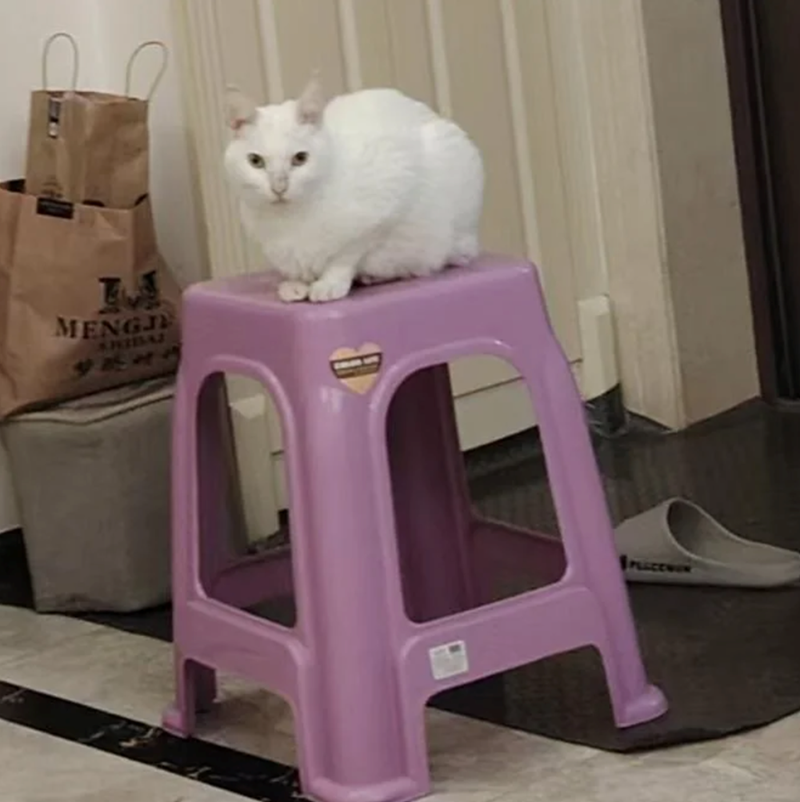 MENGJ ARIBAJ PLACEMON