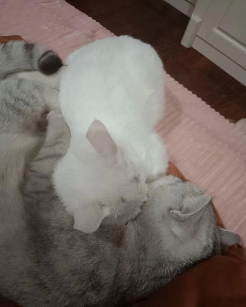 Cheezburger Image 10624567552