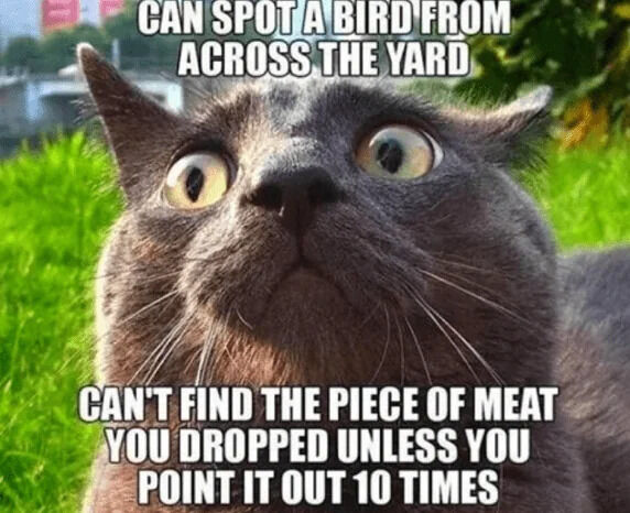 CAN SPOT A BIRD FROM ACROSS THE YARD CAN'T FIND THE PIECE OF MEAT YOU DROPPED UNLESS YOU POINT IT OUT 10 TIMES