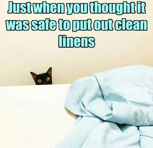 Just when you thought it was safe to put out clean linens