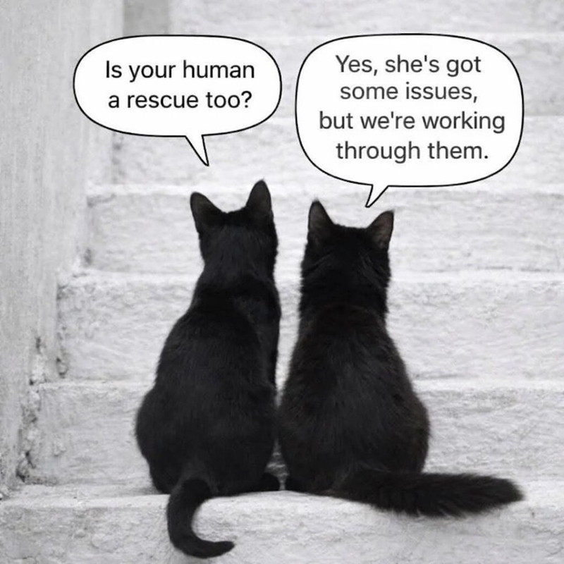 Is your human a rescue too? Yes, she's got some issues, but we're working through them.