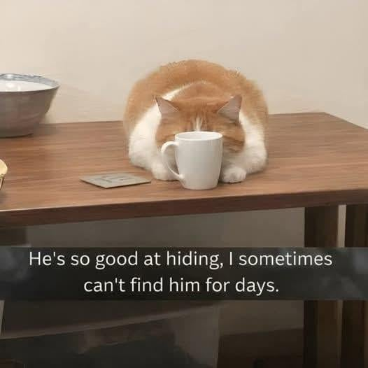 He's so good at hiding, I sometimes can't find him for days.