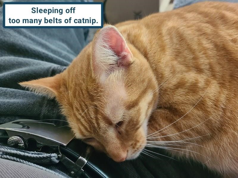 Cheezburger Image 10624574976