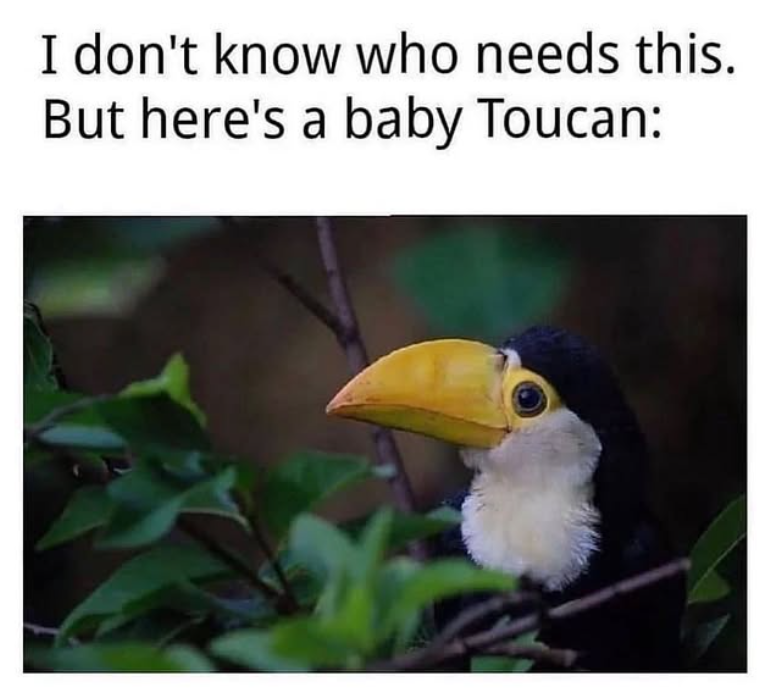 I don't know who needs this. But here's a baby Toucan:
