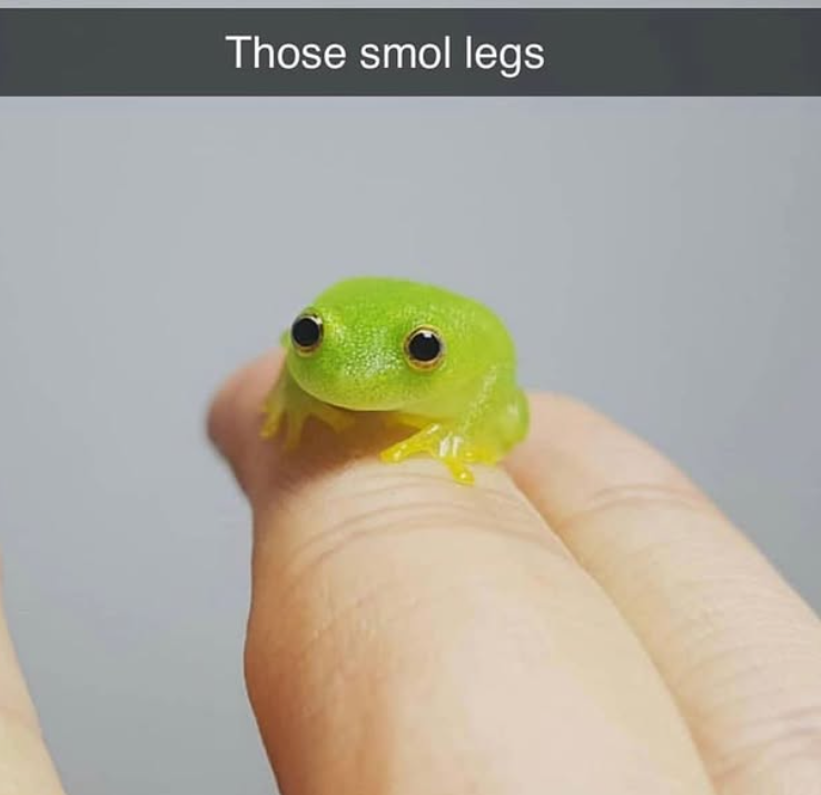 Those smol legs