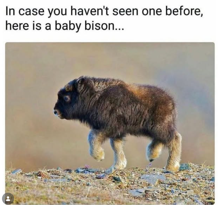 In case you haven't seen one before, here is a baby bison...