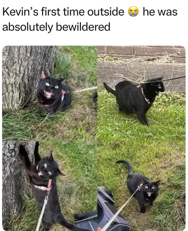 Kevin's first time outside he was absolutely bewildered