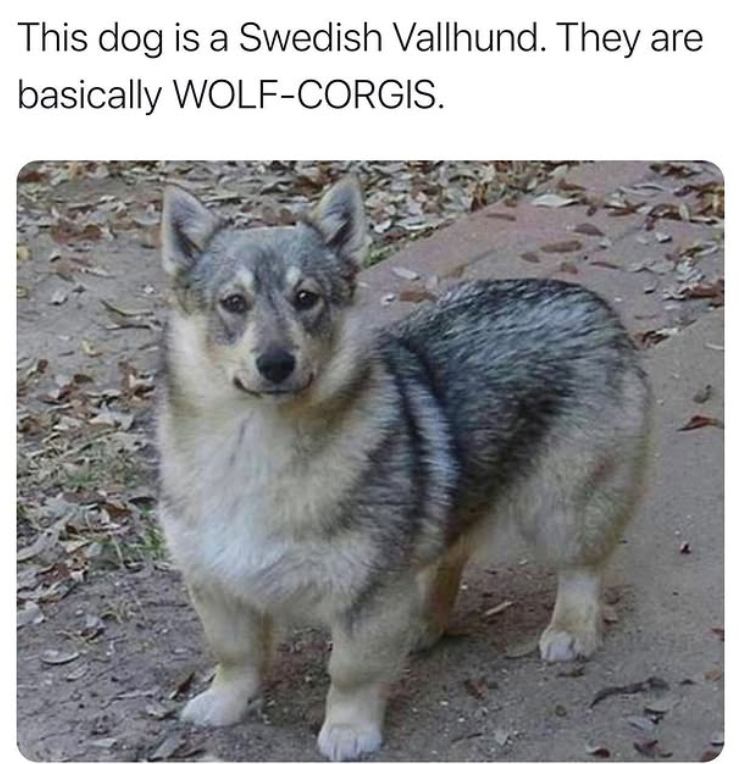 This dog is a Swedish Vallhund. They are basically WOLF-CORGIS.