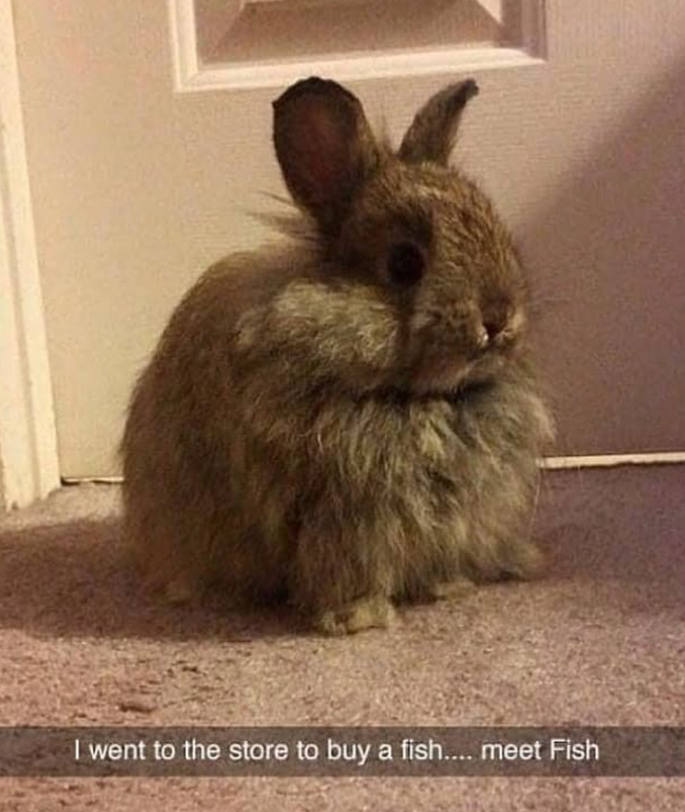 I went to the store to buy a fish.... meet Fish