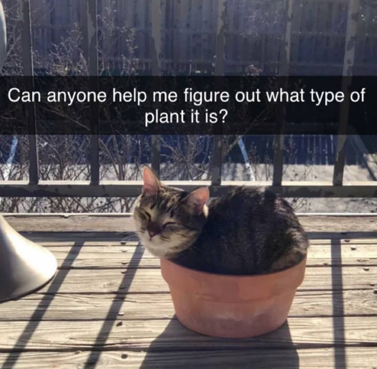 Can anyone help me figure out what type of plant it is?