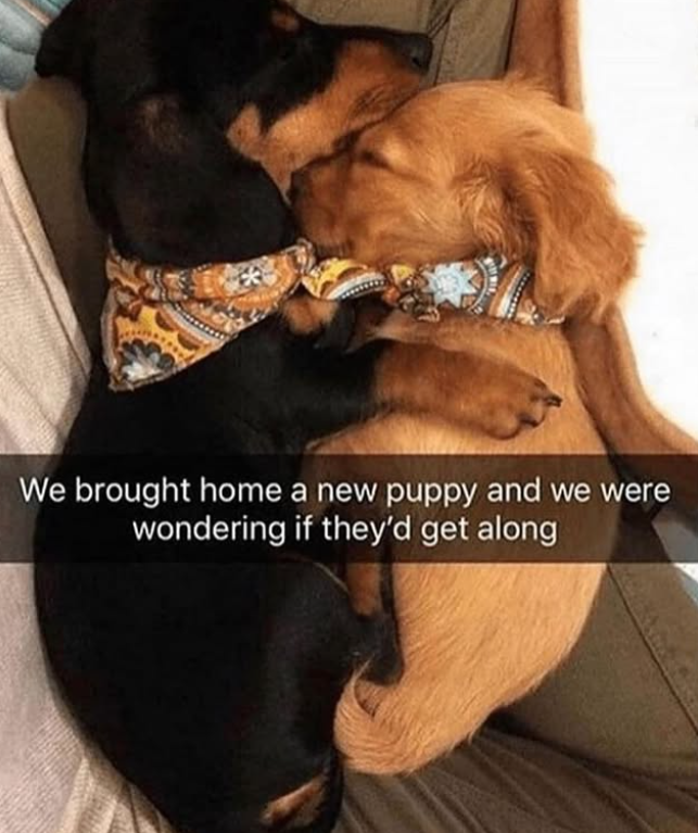 We brought home a new puppy and we were wondering if they'd get along