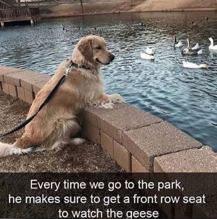 Every time we go to the park, he makes sure to get a front row seat to watch the geese