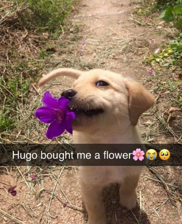 Hugo bought me a flower