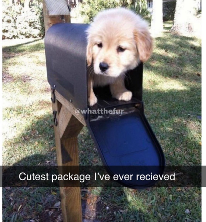 @whatthefur Cutest package I've ever recieved