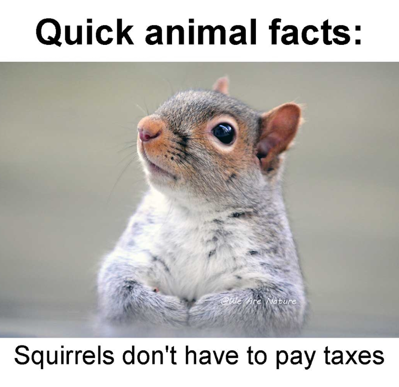 Quick animal facts: We Are Nature Squirrels don't have to pay taxes