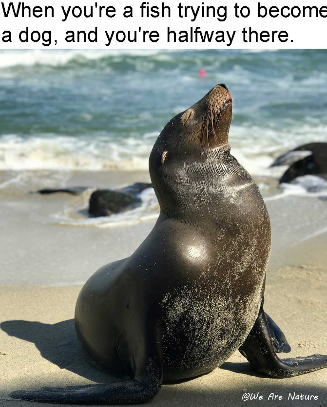 When you're a fish trying to become a dog, and you're halfway there. @We Are Nature
