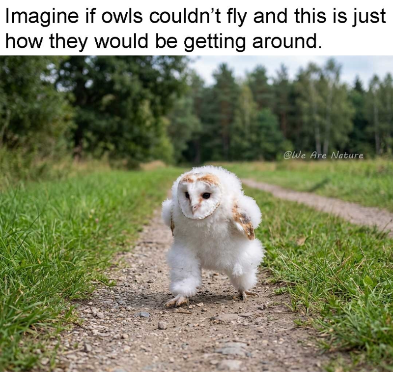 Imagine if owls couldn't fly and this is just how they would be getting around. @We Are Nature