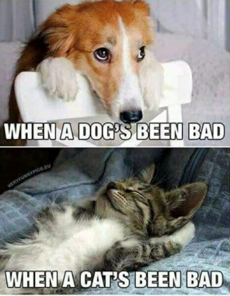 WHEN A DOG'S BEEN BAD VERYFUNNYPICE.EU WHEN A CAT'S BEEN BAD