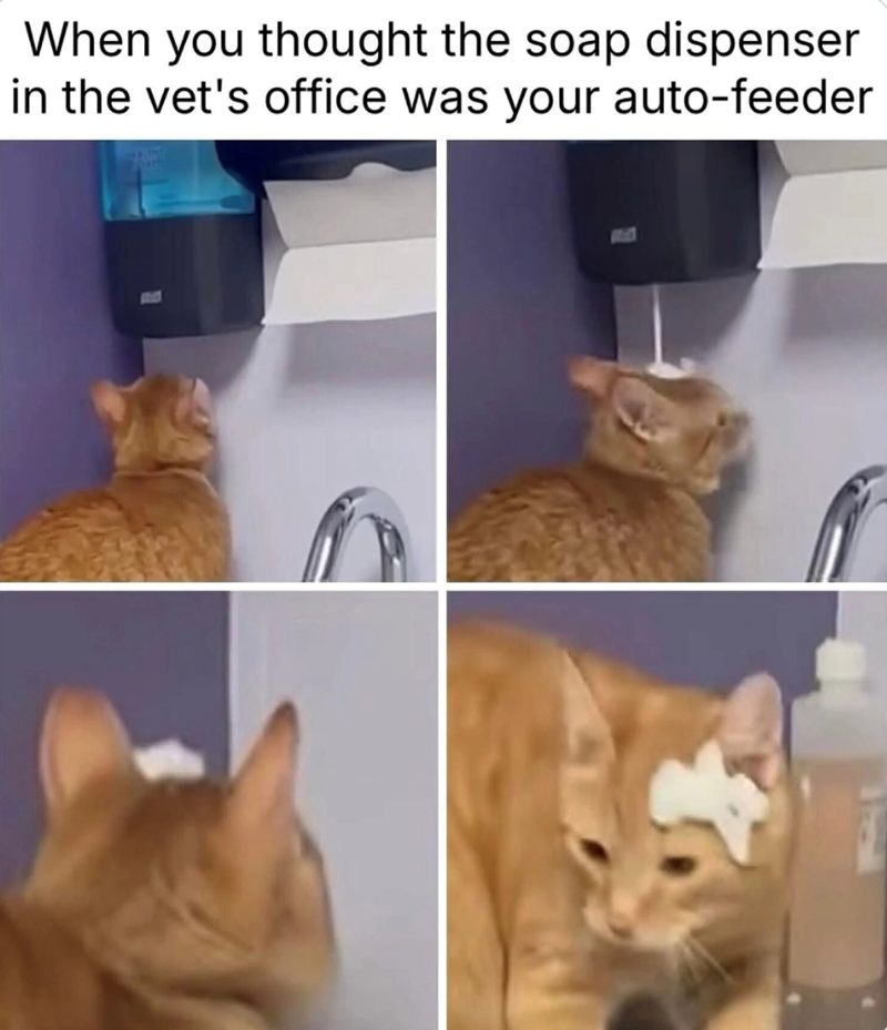 When you thought the soap dispenser in the vet's office was your auto-feeder