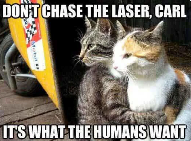 DON'T CHASE THE LASER, CARL Mobil R IT'S WHAT THE HUMANS WANT