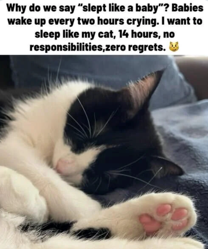 Why do we say "slept like a baby"? Babies wake up every two hours crying. I want to sleep like my cat, 14 hours, no responsibilities,zero regrets.