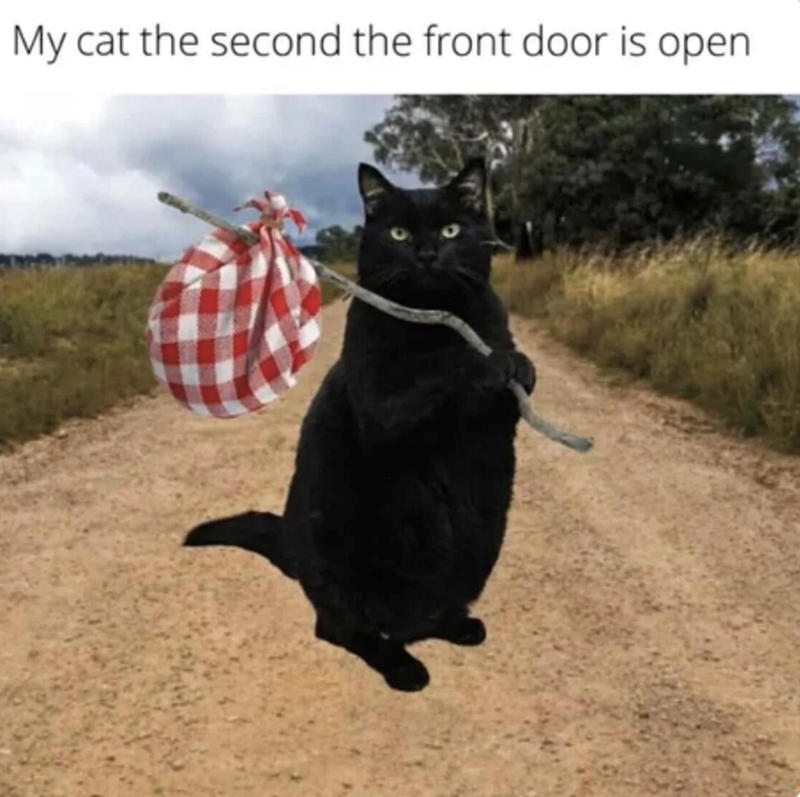 My cat the second the front door is open