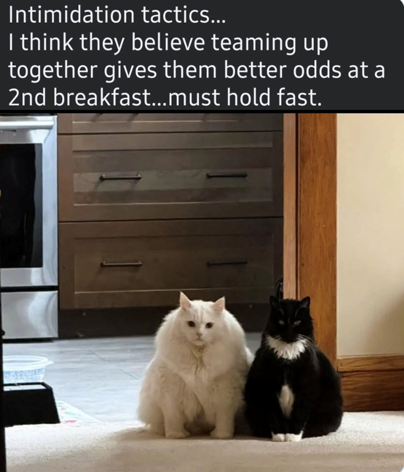 Intimidation tactics... I think they believe teaming up together gives them better odds at a 2nd breakfast...must hold fast.