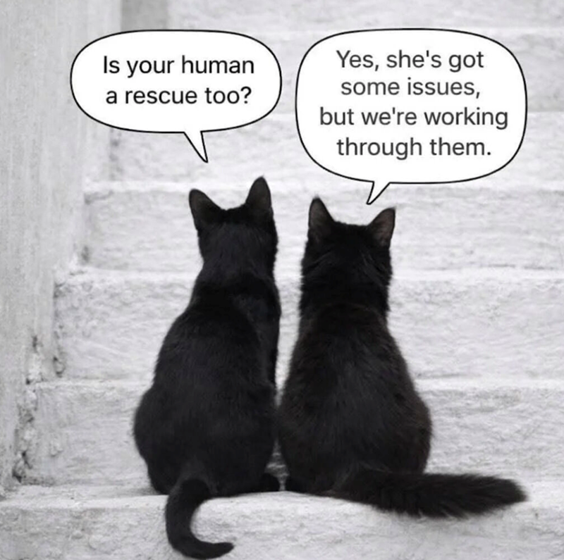 Is your human a rescue too? Yes, she's got some issues, but we're working through them.