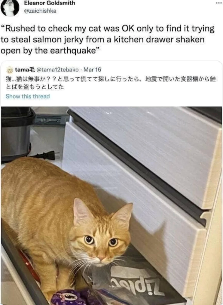 Eleanor Goldsmith @zaichishka "Rushed to check my cat was OK only to find it trying to steal salmon jerky from a kitchen drawer shaken open by the earthquake" tama @tama12tebako Mar 16 猫 猫は無事か?? と思って慌てて探しに行ったら、地震で開いた食器棚から鮭 とばを盗もうとしてた Show this thread