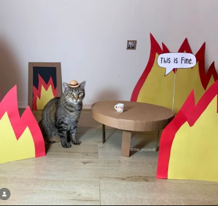 the pizzacat This is Fine.