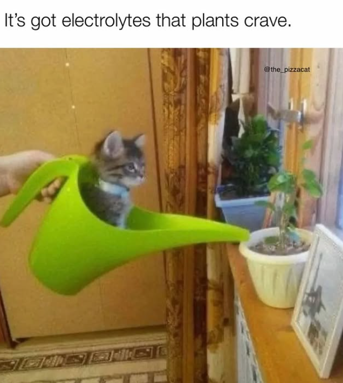 It's got electrolytes that plants crave. @the_pizzacat
