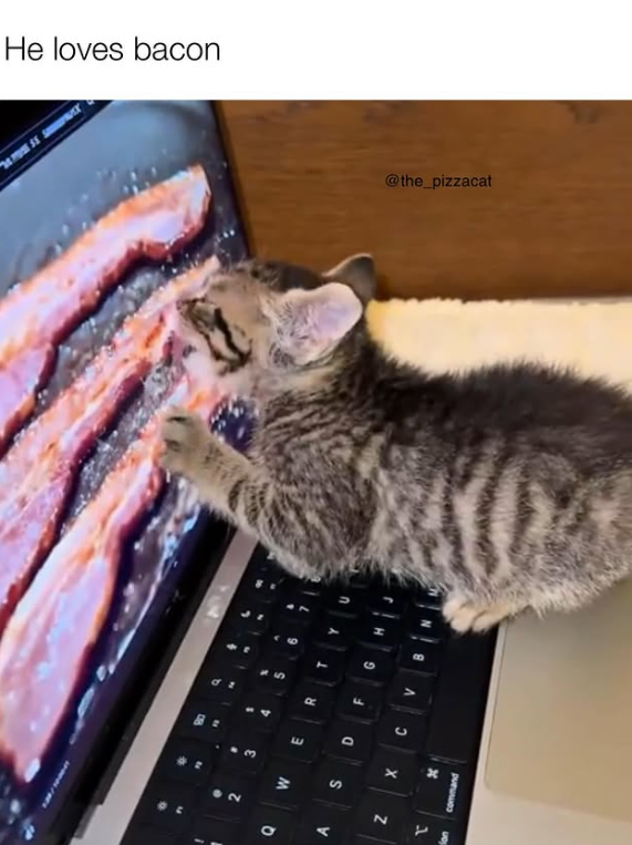t t " . 2 3 4 5 Q M E R A S D F G Z 1 X C command He loves bacon @the_pizzacat