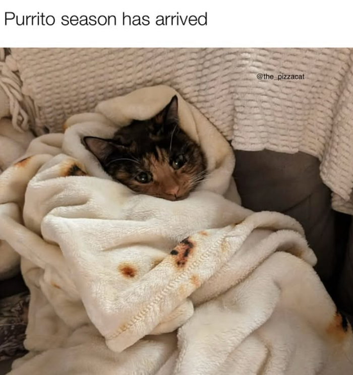 Purrito season has arrived @the_pizzacat