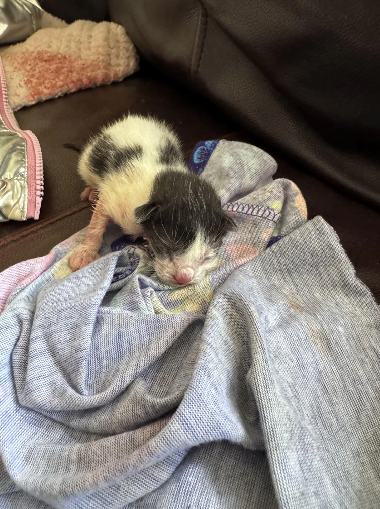 Cheezburger Image 10624634624