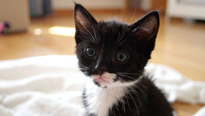 Close up photo of a tuxedo kitten.