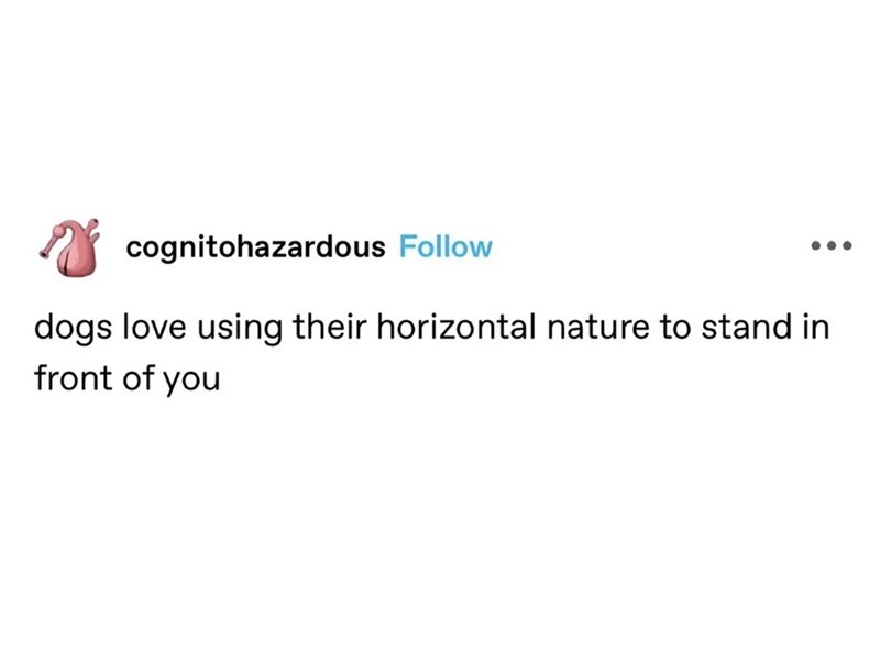 cognitohazardous Follow dogs love using their horizontal nature to stand in front of you