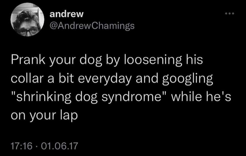 andrew @Andrew Chamings 600 Prank your dog by loosening his collar a bit everyday and googling "shrinking dog syndrome" while he's on your lap 17:16 01.06.17 .